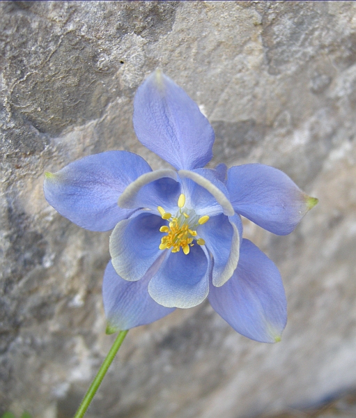 Aquilegia magellensis /  Aquilegia magellense